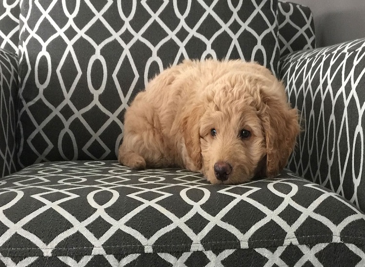 Upholstery Cleaning  For Pets– Restore Your Upholstery