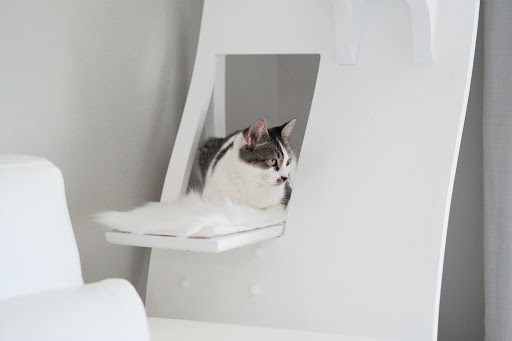Myths About Fostering Cats