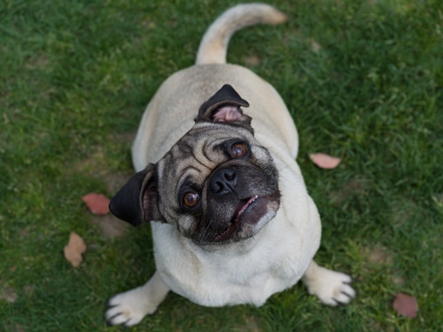 Is Artificial Grass Good for Pets?