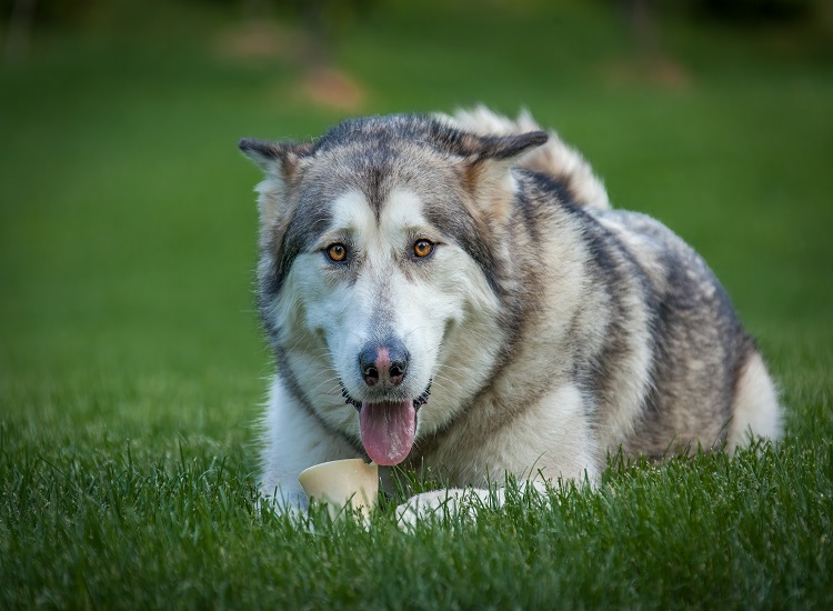 5 Things to Consider Before Fostering a Dog 5 Things to Consider Before Fostering a Dog