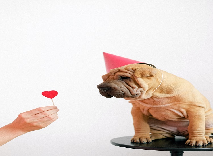 Four Advancements in Dog Technology That Lassie Would Love Four Advancements in Dog Technology That Lassie Would Love