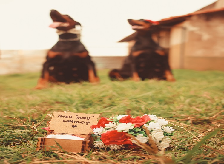 Is Animal Do Mourn
