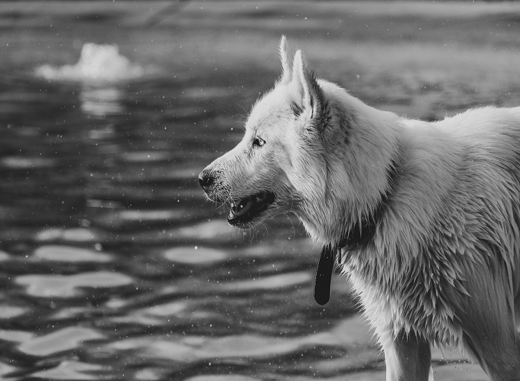 Qualities and Behavior of German Shepherd Dog Qualities and Behavior of German Shepherd Dog