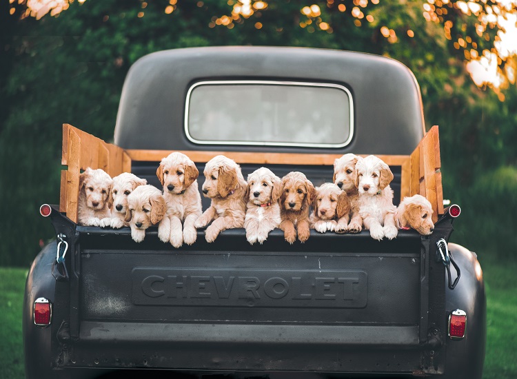 Traveling Tips for Dogs Traveling Tips for Dogs
