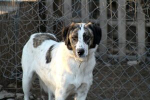 Taking on a Rescue Dog: Tips and Advice for a Smooth Transition Taking on a Rescue Dog: Tips and Advice for a Smooth Transition